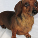 Illustration for article titled A new Thee Oh Sees track helped save an adorable dachshund named Popcorn
